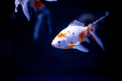 Close-up of goldfish swimming 