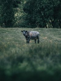 Horse standing in a forest