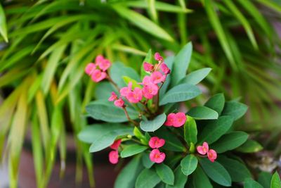 Close-up of pink flowering plant