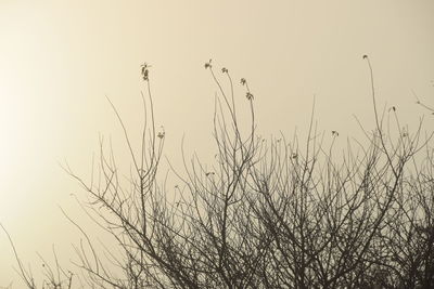 Low angle view of silhouette trees against sky during sunset