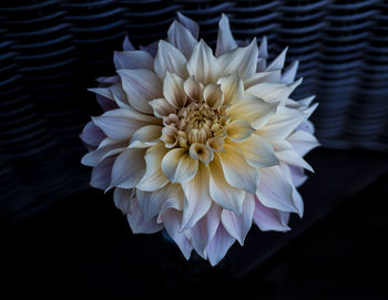 Close-up of purple flower