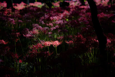 Close-up of pink flowers