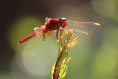 Close-up of insect on red flower