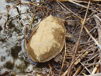 High angle view of a reptile on the ground