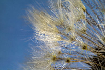 Close-up of dandelion against blue sky