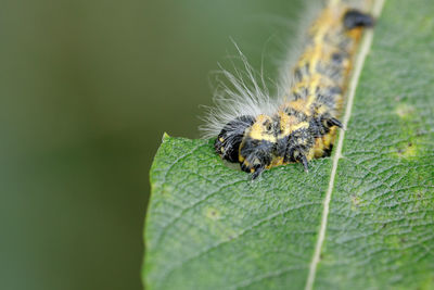 Close-up of spider on leaf