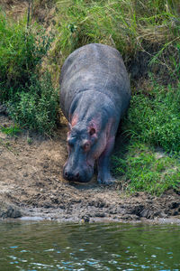 Hippo walks through bushes down to river