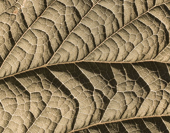 Full frame shot of dried leaf