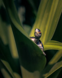 Small tortoise taking sunbath in a garden