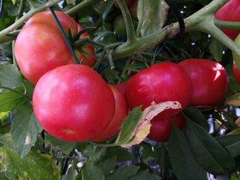 Close-up of cherries growing on plant