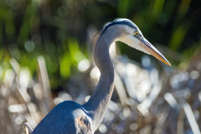 Close-up of a bird