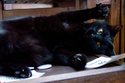 Close-up of black cat