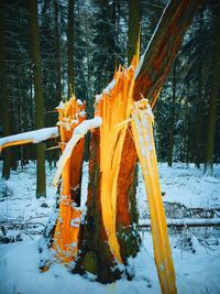 Close-up of tree trunk during winter