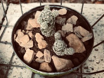High angle view of potted plant