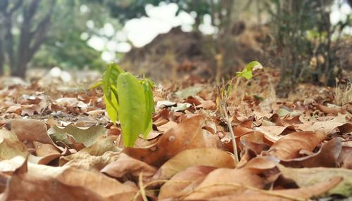 Close-up of leaves on field