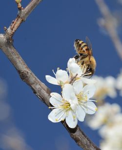 Close-up of bee on cherry blossom