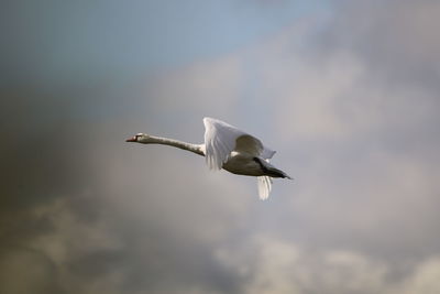 Low angle view of a swan flying in sky