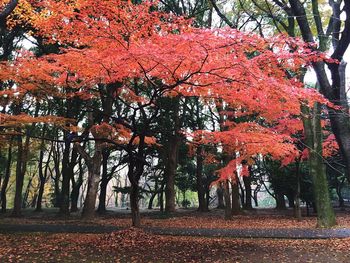 Autumn leaves on tree