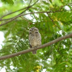 Low angle view of owl perching on tree