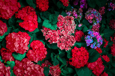 Full frame shot of red flowering plants