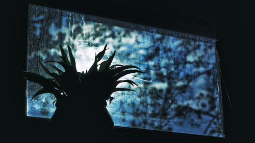 Close-up of silhouette potted plant against window at night