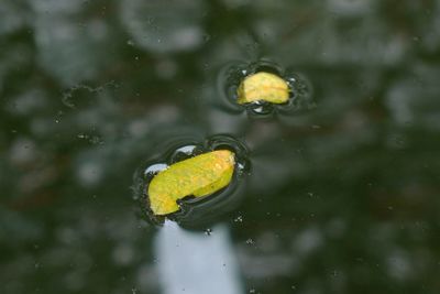 High angle view of yellow leaf floating on lake