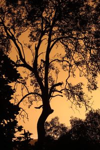 Low angle view of silhouette tree against sky during sunset