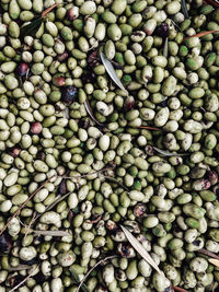 Olive harvest 