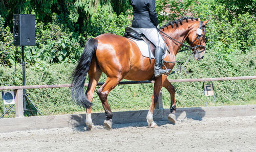 Man riding horse in ranch