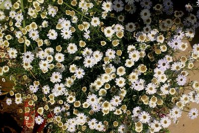 Close-up of flowers blooming outdoors