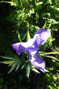 Close-up of purple iris