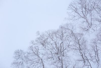 Low angle view of bare trees against clear sky