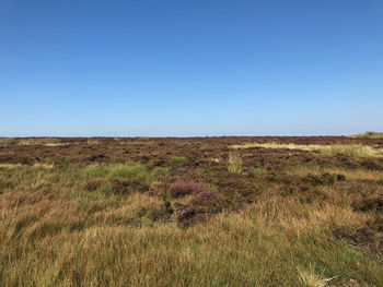 Scenic view of field against clear blue sky