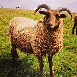 Sheep standing in a field