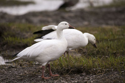 White-morph snow goose with muddy beak and mouthful of roots standing in profile on a rocky beach
