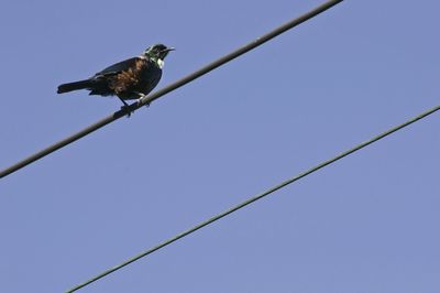 Low angle view of bird perching on cable against clear blue sky