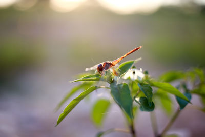Close-up of insect on flower