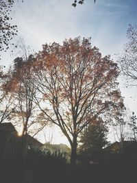 Low angle view of silhouette trees against sky