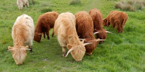 Highland cattle grazing on grassy field