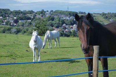 Horses standing in ranch