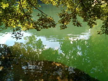 Scenic view of lake in forest