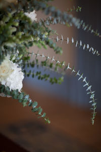 Close-up of white flowering plant