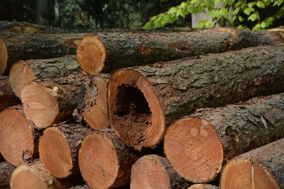 Close-up of logs in forest