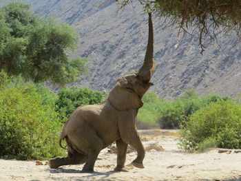 Bellowing elephant on sand by plants and mountain