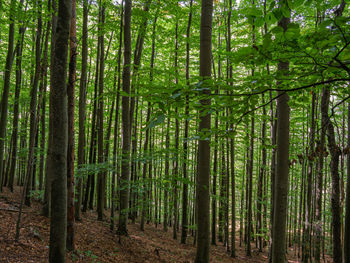 Bamboo trees in forest