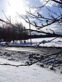 Trees on snow covered landscape