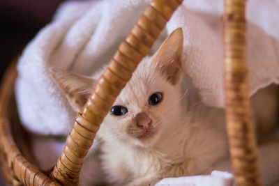 Close-up portrait of a newborn kitten