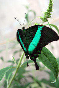 Close-up of butterfly on leaf