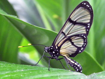 Close-up of butterfly on leaf