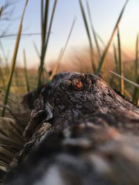 Close-up of log against sky